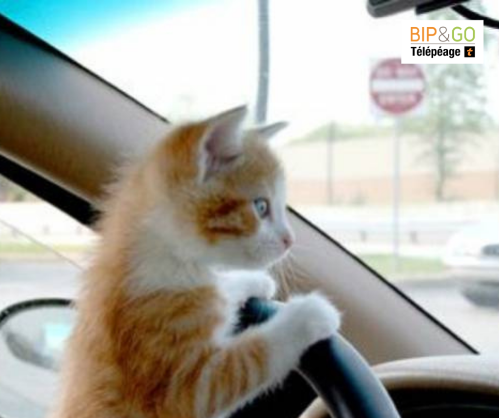 img-article-voyager-animaux